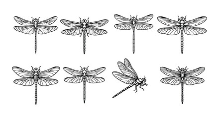 Detailed black and white illustration of multiple dragonfly species © Nayem