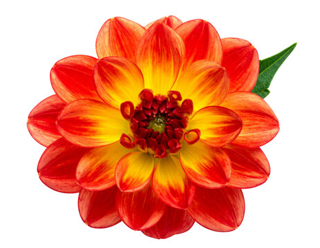 dahlia flower close up marco good for design isolated on transparent background