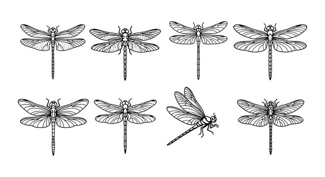 Detailed black and white illustration of multiple dragonfly species