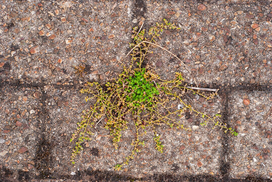 Small Green Plant Growing Between Pavement Cracks Urban Nature Concept