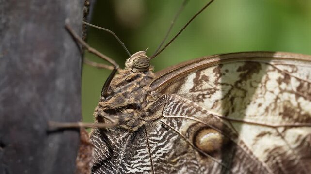 Cinematic 4K macro footage capturing the intricate details, texture of scales, and defensive eyespot patterns on the wings of a beautiful butterfly resting in its natural tropical habitat.