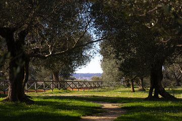 Obraz premium Path through olive grove with wooden fence in Mediterranean countryside