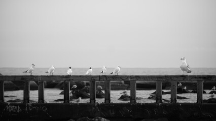 seagulls on the pier