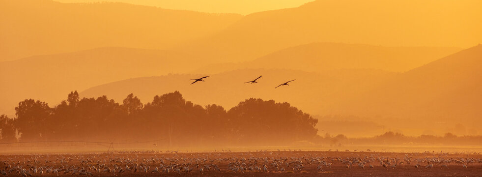 Birds against the background of the mountains in the evening. The Hula Valley in northern Israel at sunset