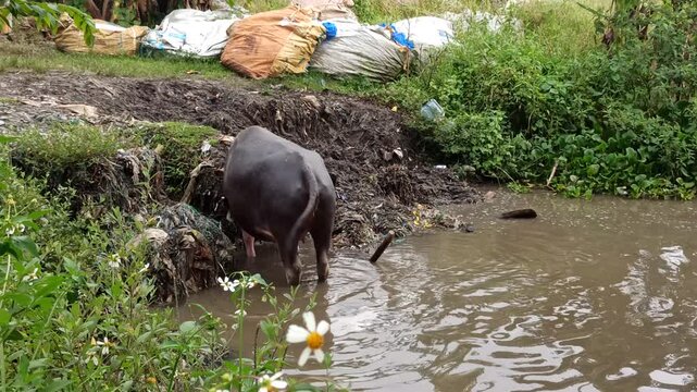 Several black Water Buffalo's cool themselves while bathing in a river, a common rural scene reflecting traditional livestock behavior in tropical farming areas.