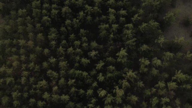 Drone aerial top view of dense forest with green trees natural landscape of Cox's Bazar, Bangladesh.