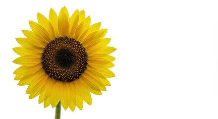 Obraz premium A single vibrant yellow sunflower blossom with dark center, showcasing detailed petals, perfectly isolated on a pure white studio background, floral, decoration, large