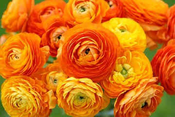 Beautiful Blooming White Daisy Flower With Bright Yellow Center Petals
