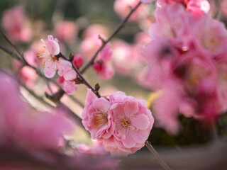 春を告げる紅梅、八重咲きの柔らかな吐息