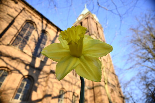 Narzissenbl&uuml;te vor Kirche