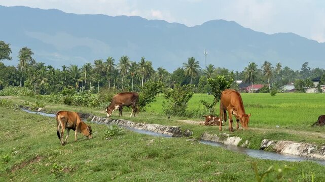 A herd of brown cows grazing on lush green grass in a rural rice field area with a beautiful mountain range in the background in Aceh Besar, Indonesia.