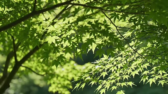 Lush green maple leaves backlit by sunlight creating a dappled light pattern on branches