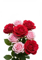 Fototapeta premium Vibrant red and pink roses clustered together, isolated against a bright, pure white studio background, emphasizing floral beauty and delicate petals, pink, clean, vibrant
