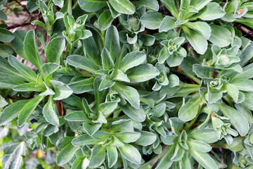 Obraz premium Lush Green Garden Plant Foliage Background, Close up of Succulent Leaves in Nature