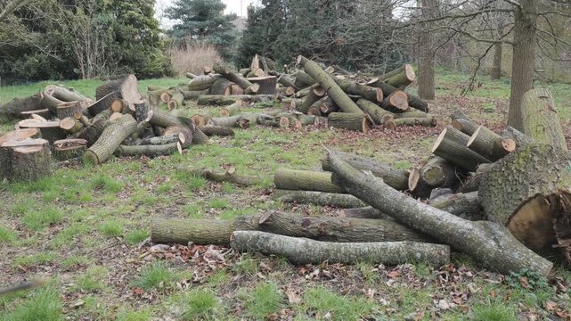 Pile of cut tree logs on a grassy field with trees behind.&nbsp;