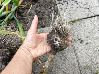 Garlic with roots is dug out of the ground, the gardener holds the root crop in his hands.