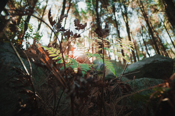 Obraz premium Photograph of ferns among the rocks.