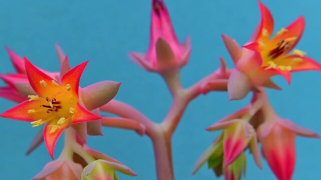Close-up of the flower of the leaf succulent Echeveria gibbiflora in a botanical collection, Ukraine