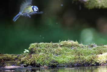 blue tit flying over a blue lake © Ordódi