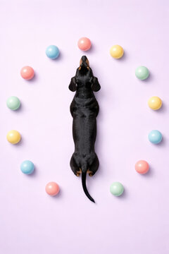 top view dachshund surrounded by pastel balls on lavender background