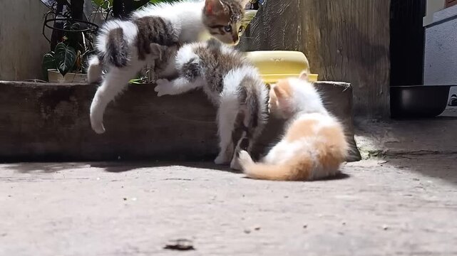 Three small kittens around one month old playing on a yard floor. Orange kitten sitting and scratching its ear while two sibling kittens interact nearby in a residential outdoor setting.
