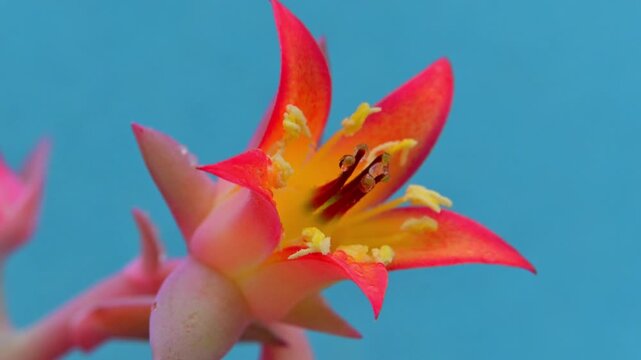 Close-up of the flower of the leaf succulent Echeveria gibbiflora in a botanical collection, Ukraine