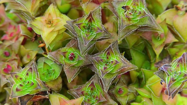 Succulent plant with small fleshy leaves, Crassula corymbulosa in a botanical collection, close-up