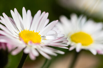 Obraz premium White yellow daisy flower macro nature 
