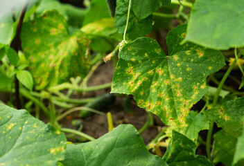 Close up view of cucumber plant leaves with visible signs of disease, yellow and brown spots on green foliage, indicative of plant pathology problem