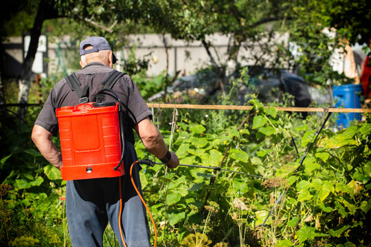 An elderly man with a red sprayer treats plants with ammonia to protect them from diseases and pests at his dacha. Copy space for text, industry