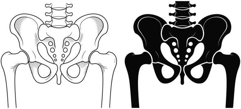 Human pelvis hip bone anatomy outline and silhouette, medical vector illustration of pelvic skeletal structure, orthopedic anatomy icon isolated on transparent background for healthcare education and 