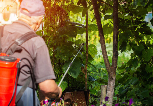 A pensioner with a modern red sprayer treats plants in the summer at his dacha. Increasing yield with succinic acid. Copy space for text, industry