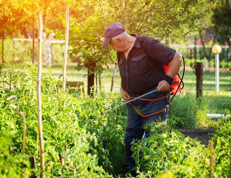 A male summer resident with a red modern sprayer treats tomatoes in the summer to stimulate growth and fruiting. Copy space for text, industry