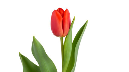 Naklejka premium Red Tulip on White Background