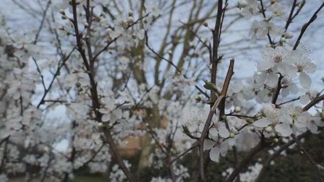White spring blossoms on dark branches against a grey sky.&nbsp;
