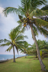 Obraz premium Tropical Beach Shoreline with Coconut Palm Trees and Green Grass Lawn