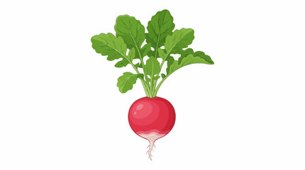 radish isolated on white background