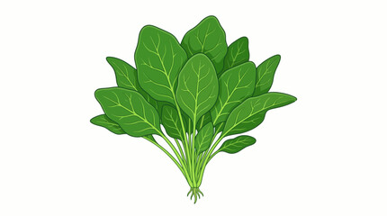 fresh green spinach leaves