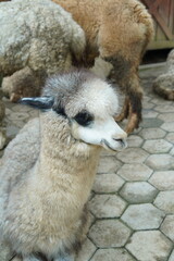 Obraz premium Close-up of a Young Alpaca