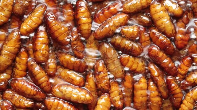 Deep-frying edible silk worm pupae in boiling oil. Top view shot