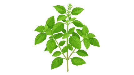 green plant isolated on white background