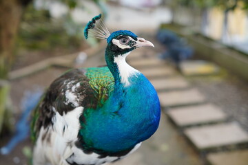 Fototapeta premium Close-up of a Peacock Bird Outdoors