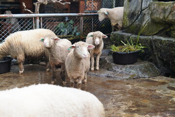 Naklejka premium Close-up of a Sheep with Muddy Wool