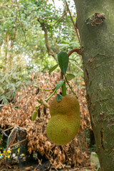 Fresh Jackfruit Growing on Tree in Tropical Garden
