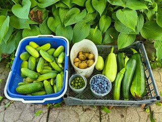 Vegetable and berry harvest: cucumbers, zucchini, blueberries, gooseberries. Seasonal farm produce.