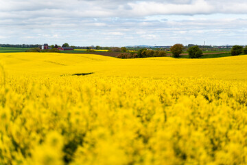 Swedish countryside in spring with blooming rapeseed fields under a blue sky. Suitable for themes of agriculture, sustainable farming, biofuel crops, European seasonal background. © Elena Sistaliuk