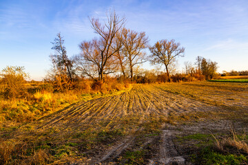 Fototapeta premium A tranquil, northern autumn landscape with golden light illuminating the fields and autumn trees. Świętokrzyskie Voivodeship, Poland