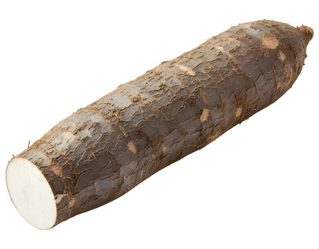 Whole raw cassava root or yuca isolated on transparent background for organic food design