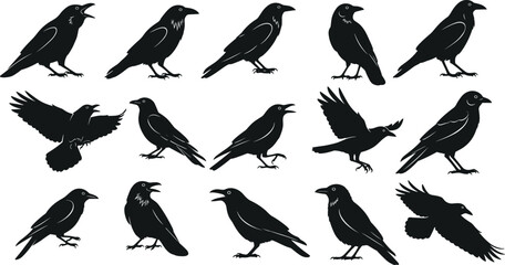Fototapeta premium Black and white vector set of fifteen crow and raven silhouettes in various poses including flying perched and croaking for horror.