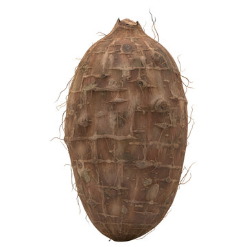 Large taro root or eddo isolated on transparent background for tropical vegetable design